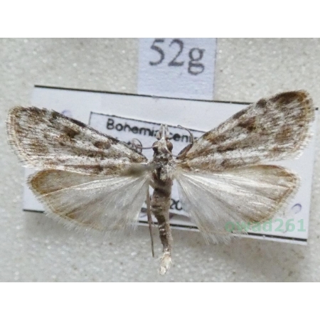 Scoparia ambigualis (Treitschke, 1829) Czech52g